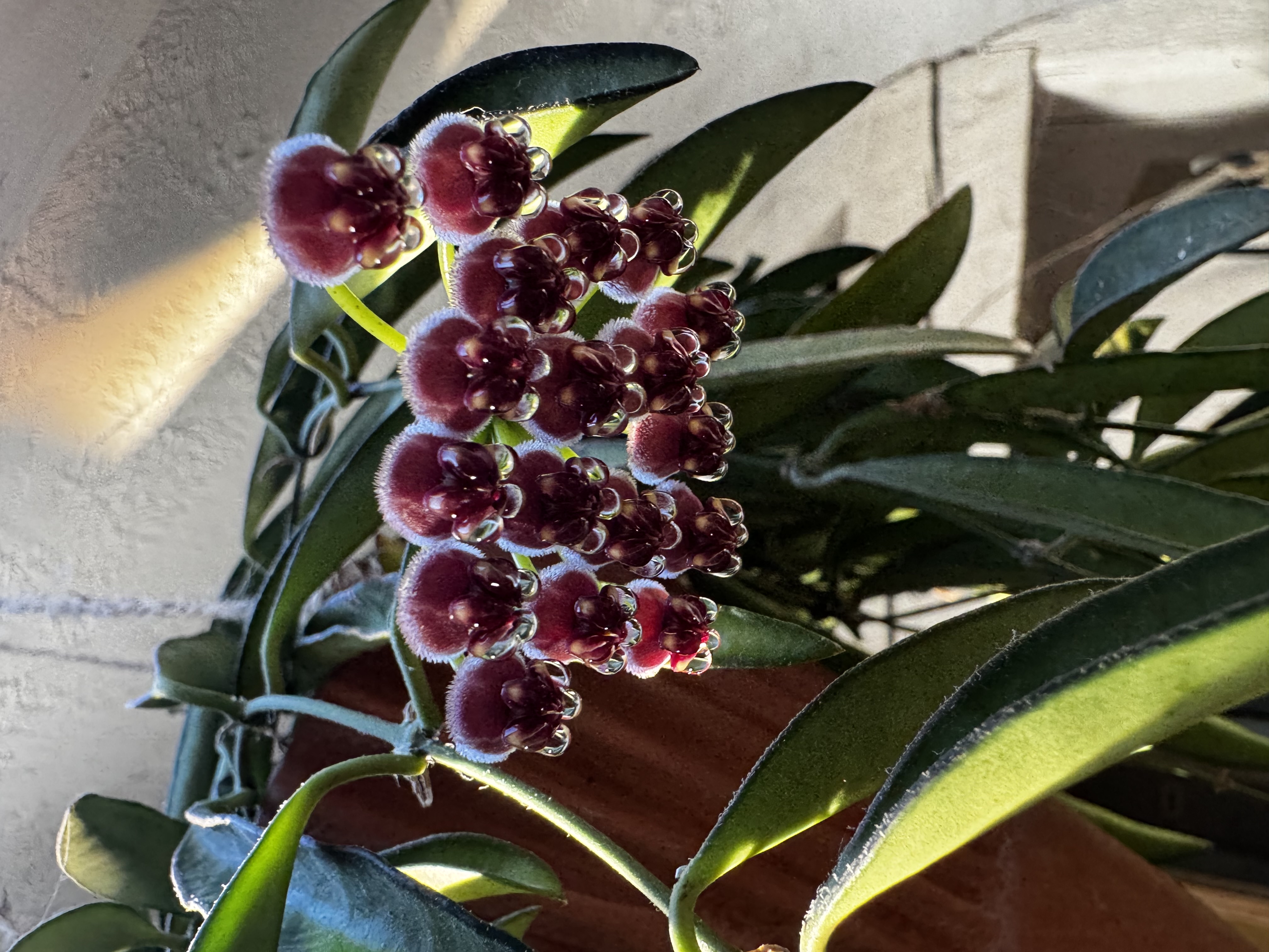 IMG_2869.jpeg