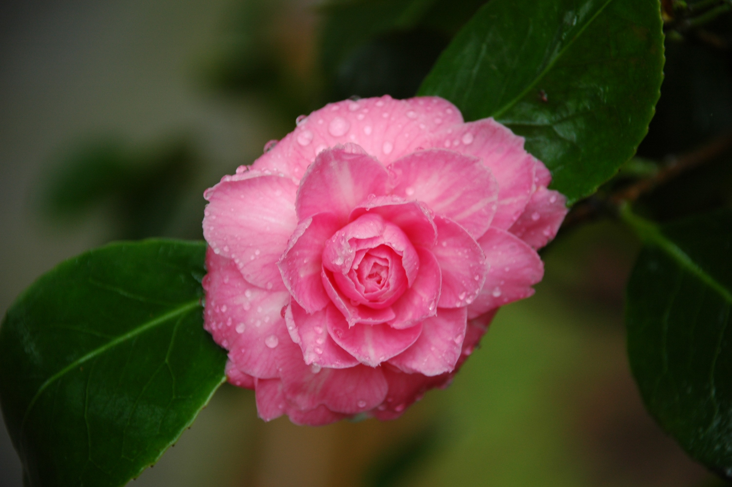 Pink Flower2.jpg