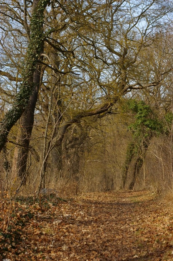 IMGP8189.JPG
