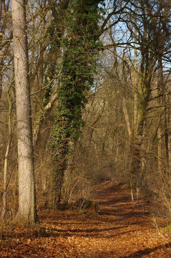 IMGP8194.JPG