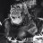 King Kong